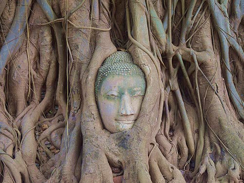 A Word On Growing Roots