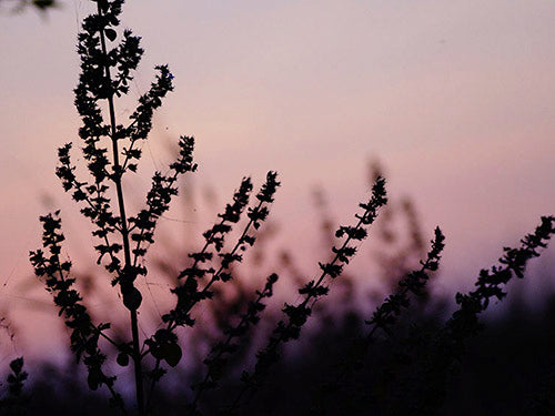 Image of pink and purple sky with silhouetted branches in black in the foreground