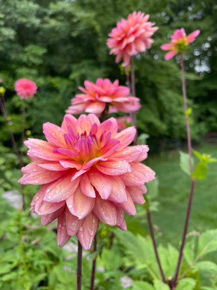 In The Garden: Living Patterns