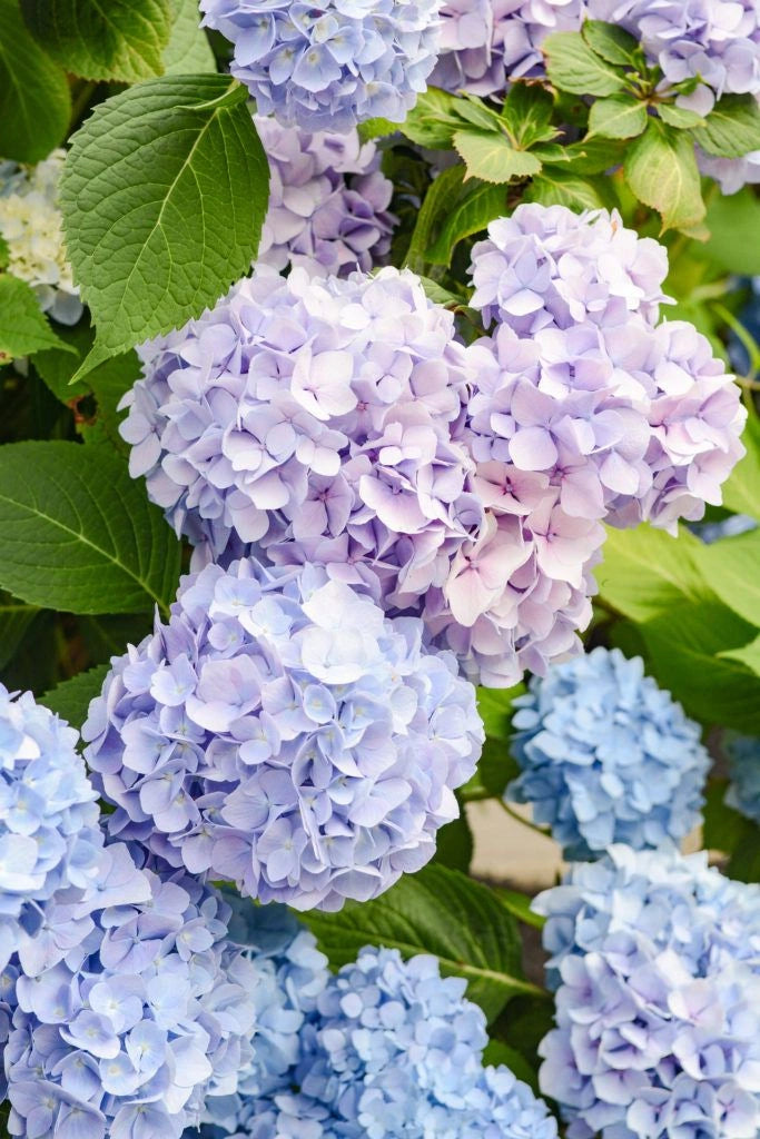 pink and blue hydrangea with green leaves