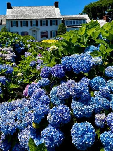 chatham hydrangea walk house