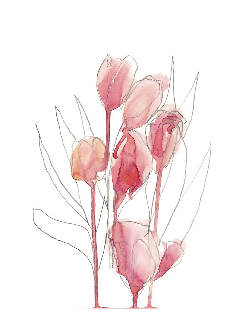 11x14 Fine art print by Jenny Bova.  A tulip bouquet pencil sketch partially filled in with loose pink watercolor has a true artists sketchbook feel. Small white border for artists signature.