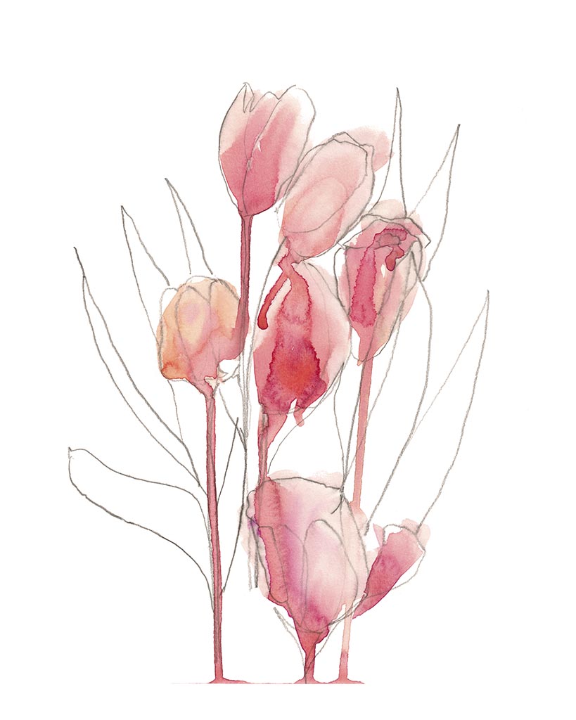8x10 Fine art print by Jenny Bova.  A tulip bouquet pencil sketch partially filled in with loose pink watercolor has a true artists sketchbook feel. Small white border for artists signature.